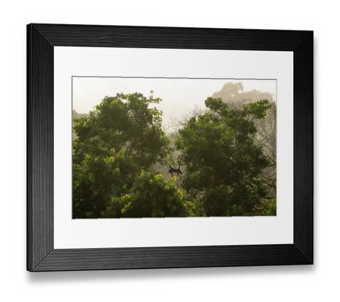 Framed Print : White-bellied spider monkey (Ateles belzebuth) swinging between trees in the Upper Amazon rainforest canopy, Yasuni National Park, Orellana, Ecuador. Endangered Framed Print : White-bellied spider monkey (Ateles belzebuth) swinging between trees in the Upper Amazon rainforest canopy, Yasuni National Park, Orellana, Ecuador. Endangered