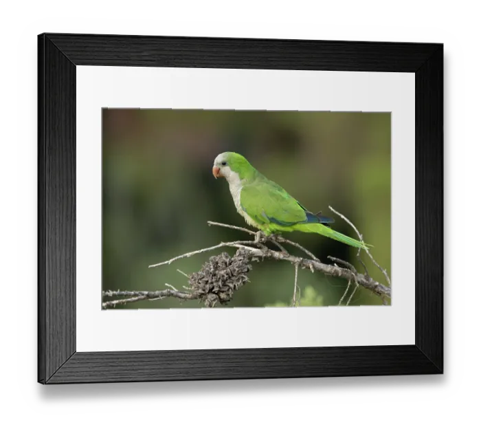 Framed Print : Monk parakeet (Myiopsitta monachus) perched on branch, Park Guell, Barcelona, Spain. August Framed Print : Monk parakeet (Myiopsitta monachus) perched on branch, Park Guell, Barcelona, Spain. August