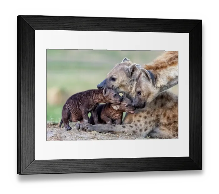 Framed Print : Two Spotted hyenas (Crocuta crocuta) resting with two cubs near the entrance of the den, Masai Mara National Reserve, Kenya