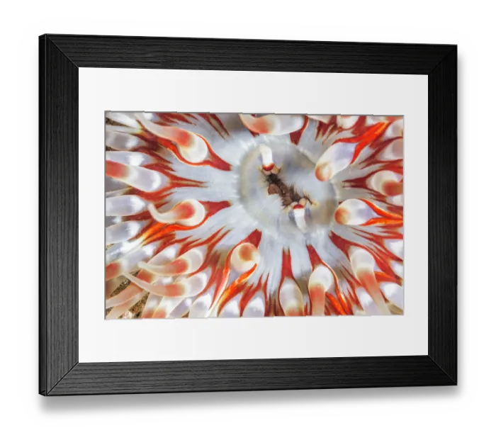 Framed Print : Dahlia anemone (Urticina felina) close up, Lizard Peninsula, Cornwall, UK, English Channel Framed Print : Dahlia anemone (Urticina felina) close up, Lizard Peninsula, Cornwall, UK, English Channel