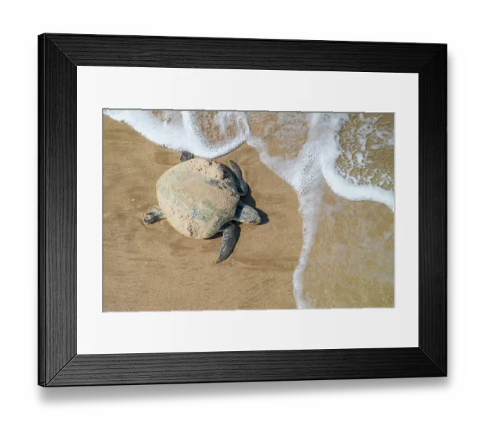 Framed Print : Kemp's ridley turtle (Lepidochelys kempii) female returning to sea after nesting, Rancho Nuevo Sea Turtle Sanctuary, Tamaulipas, Mexico. Critically endangered Framed Print : Kemp's ridley turtle (Lepidochelys kempii) female returning to sea after nesting, Rancho Nuevo Sea Turtle Sanctuary, Tamaulipas, Mexico. Critically endangered