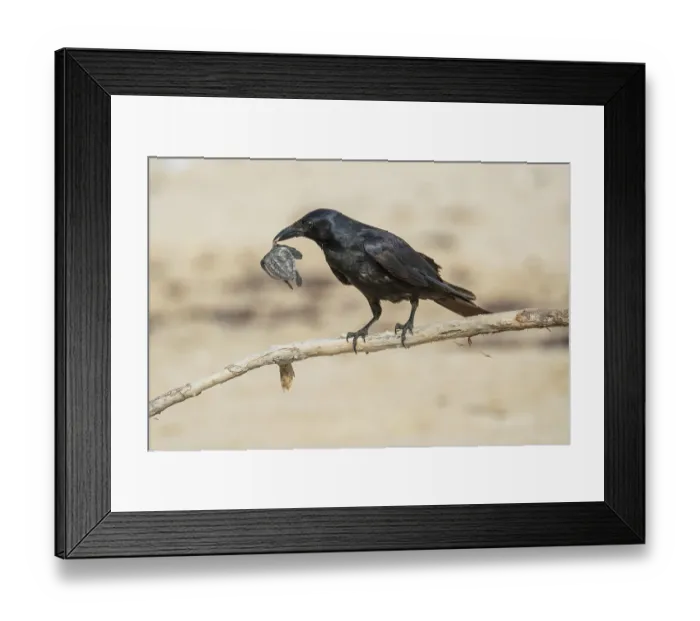 Framed Print : Tamaulipas crow (Corvus imparatus) preying on Kemp's ridley turtle (Lepidochelys kempii) hatchling, Rancho Nuevo Sea Turtle Sanctuary, Tamaulipas, Mexico. Critically endangered Framed Print : Tamaulipas crow (Corvus imparatus) preying on Kemp's ridley turtle (Lepidochelys kempii) hatchling, Rancho Nuevo Sea Turtle Sanctuary, Tamaulipas, Mexico. Critically endangered