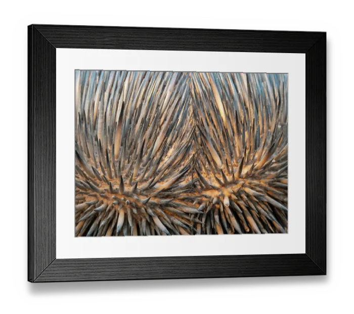 Framed Print : Short-beaked echidna (Tachyglossus aculeatus) spines detail, Adelaide River Hills, Northern Territory, Australia Framed Print : Short-beaked echidna (Tachyglossus aculeatus) spines detail, Adelaide River Hills, Northern Territory, Australia