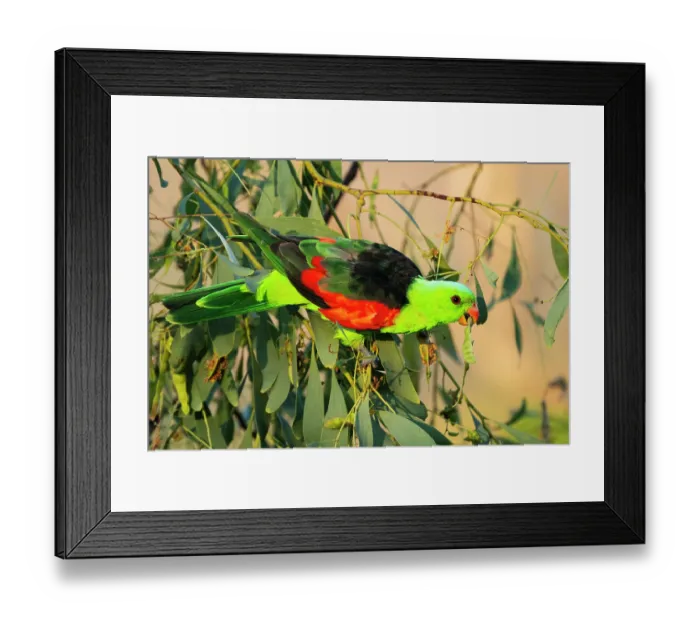 Framed Print : Red-winged parrot (Aprosmictus erythropterus) male feeding on Clubleaf wattle (Acacia hemignosta) seed pods, Adelaide River Hills, Northern Territory, Australia Framed Print : Red-winged parrot (Aprosmictus erythropterus) male feeding on Clubleaf wattle (Acacia hemignosta) seed pods, Adelaide River Hills, Northern Territory, Australia