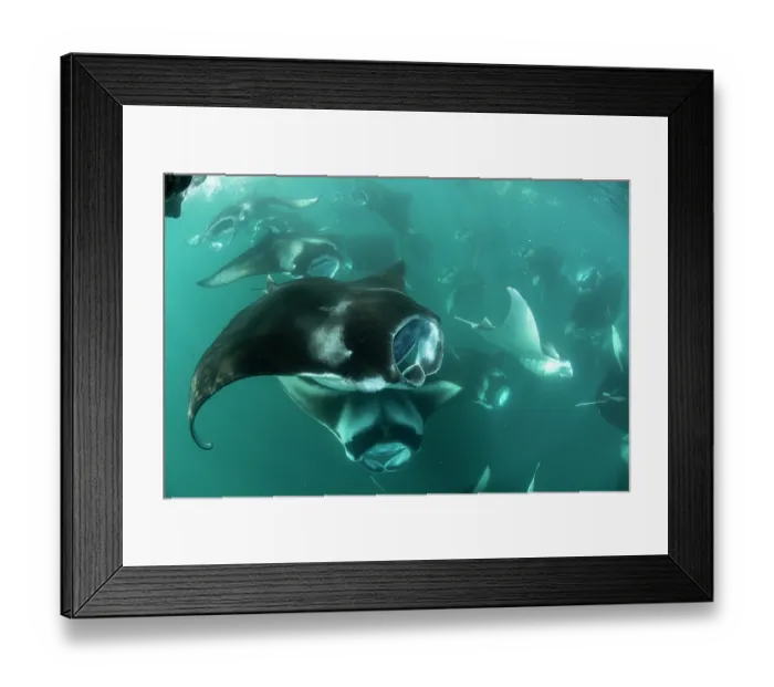 Framed Print : RF - Large group of Reef manta rays (Manta alfredi) filter feeding on plankton, Hanifaru Lagoon, Baa Atoll, Maldives, Indian Ocean