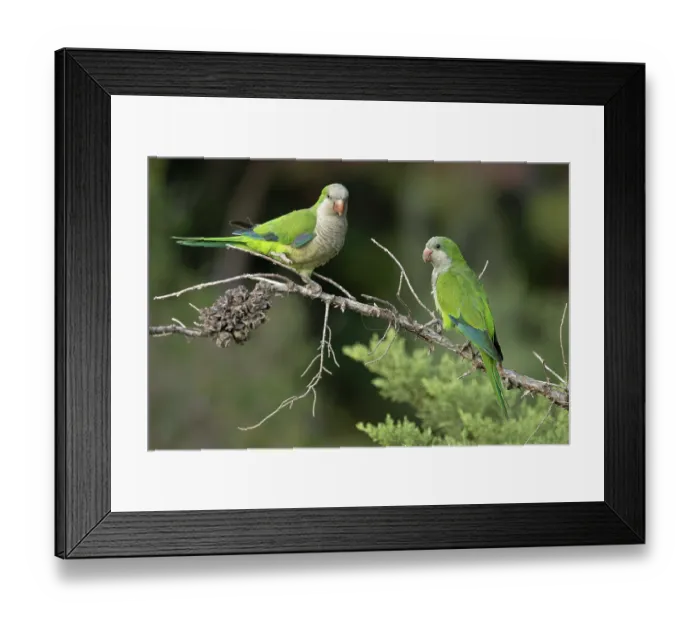 Framed Print : Two Monk parakeets (Myiopsitta monachus) perched on branch, Park Guell, Barcelona, Spain. August Framed Print : Two Monk parakeets (Myiopsitta monachus) perched on branch, Park Guell, Barcelona, Spain. August