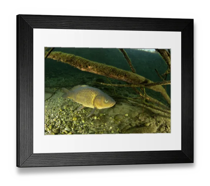 Framed Print : Common carp (Cyprinus carpio) swimming over riverbed, River Ticino, Lombardy, Italy. October.y Framed Print : Common carp (Cyprinus carpio) swimming over riverbed, River Ticino, Lombardy, Italy. October.y