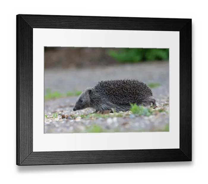 Framed Print : European hedgehog (Erinaceus europaeus) portrait, Norwich, England, UK. May Framed Print : European hedgehog (Erinaceus europaeus) portrait, Norwich, England, UK. May