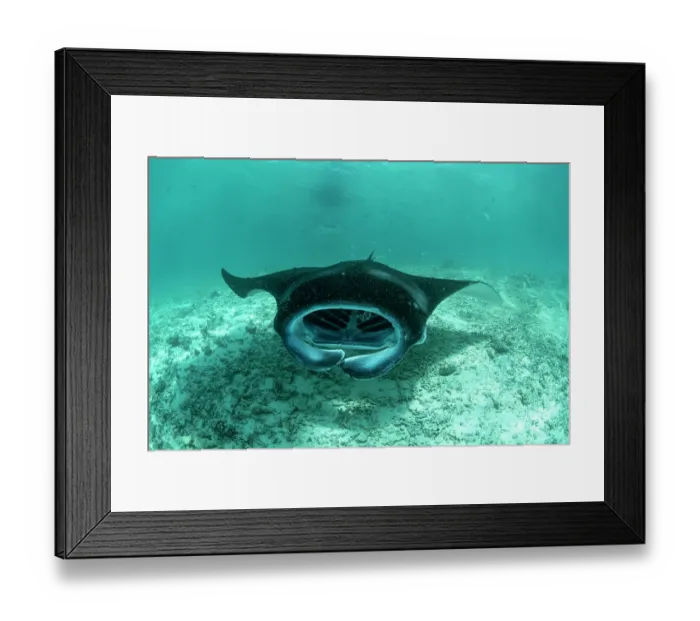 Framed Print : RF - Reef manta ray (Mobula alfredi) with mouth open, feeding on plankton on the sandy seabed, Hanifaru Lagoon, Baa Atoll, Maldives, Indian Ocean Framed Print : RF - Reef manta ray (Mobula alfredi) with mouth open, feeding on plankton on the sandy seabed, Hanifaru Lagoon, Baa Atoll, Maldives, Indian Ocean