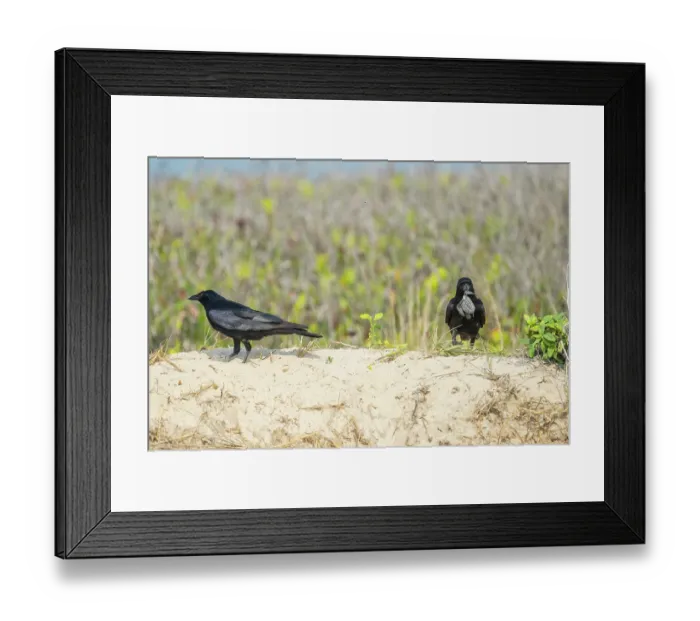 Framed Print : Two Tamaulipas crows (Corvus imparatus) preying on Kemp's ridley turtle (Lepidochelys kempii) hatchling, Rancho Nuevo Sea Turtle Sanctuary, Tamaulipas, Mexico Framed Print : Two Tamaulipas crows (Corvus imparatus) preying on Kemp's ridley turtle (Lepidochelys kempii) hatchling, Rancho Nuevo Sea Turtle Sanctuary, Tamaulipas, Mexico