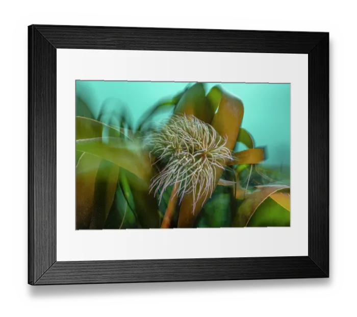 Framed Print : Snake locks anemone (Anemonia viridis) attached to Golden kelp (Laminaria ochroleuca) swaying in the current, Falmouth, Cornwall, UK, English Channel Framed Print : Snake locks anemone (Anemonia viridis) attached to Golden kelp (Laminaria ochroleuca) swaying in the current, Falmouth, Cornwall, UK, English Channel