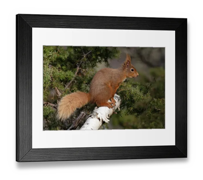 Framed Print : RF - Red squirrel (Sciurus vulgaris) resting on branch, Insh, Highlands, Scotland, UK. April. (This image may be licensed either as rights managed or royalty free.)