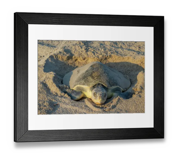 Framed Print : Kemp's ridley turtle (Lepidochelys kempii) female, digging nest cavity on beach, Rancho Nuevo Sea Turtle Sanctuary, Tamaulipas, Mexico. Critically endangered Framed Print : Kemp's ridley turtle (Lepidochelys kempii) female, digging nest cavity on beach, Rancho Nuevo Sea Turtle Sanctuary, Tamaulipas, Mexico. Critically endangered