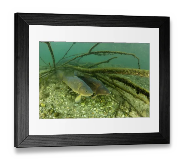 Framed Print : Common carp (Cyprinus carpio) resting on riverbed, River Ticino, Lombardy, Italy. October Framed Print : Common carp (Cyprinus carpio) resting on riverbed, River Ticino, Lombardy, Italy. October