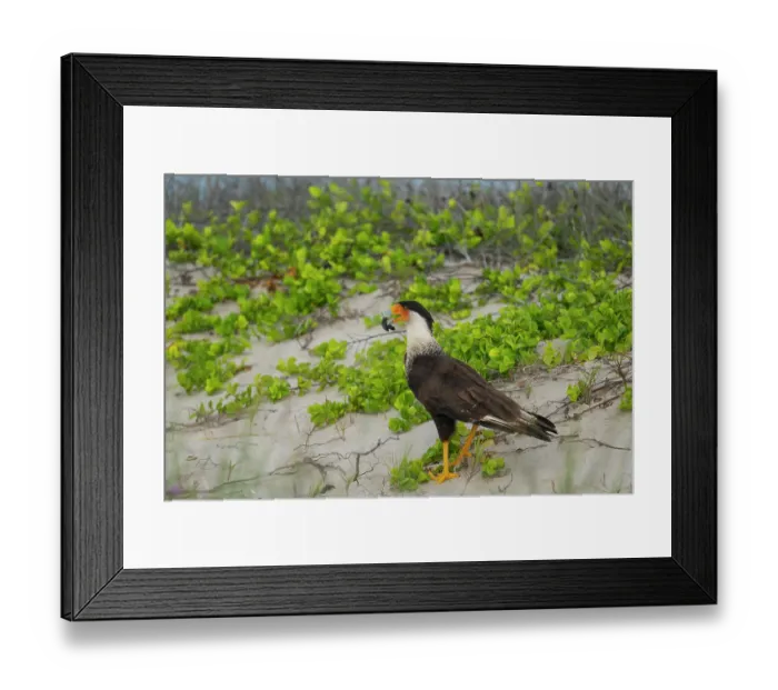 Framed Print : Crested caracara (Caracara plancus) preying on Kemp's ridley turtle (Lepidochelys kempii) hatchling, Rancho Nuevo Sea Turtle Sanctuary, Tamaulipas, Mexico. Critically endangered Framed Print : Crested caracara (Caracara plancus) preying on Kemp's ridley turtle (Lepidochelys kempii) hatchling, Rancho Nuevo Sea Turtle Sanctuary, Tamaulipas, Mexico. Critically endangered