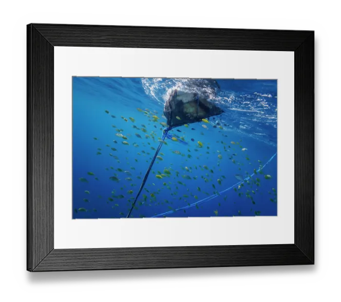 Framed Print : Shoal of fish sheltering around a FAD. This buoy is part of a fish aggregating device employed offshore by local people to aid in fishing Framed Print : Shoal of fish sheltering around a FAD. This buoy is part of a fish aggregating device employed offshore by local people to aid in fishing