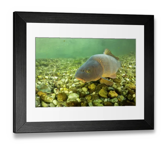Framed Print : Common carp (Cyprinus carpio) swimming over riverbed, River Ticino, Lombardy, Italy. October Framed Print : Common carp (Cyprinus carpio) swimming over riverbed, River Ticino, Lombardy, Italy. October