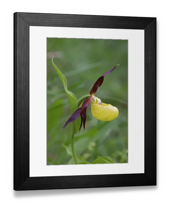 Framed Print : Lady's slipper orchid (Cypripedium calceolus) in flower, Portalet Pass, Pyrenees, Spain. June Framed Print : Lady's slipper orchid (Cypripedium calceolus) in flower, Portalet Pass, Pyrenees, Spain. June