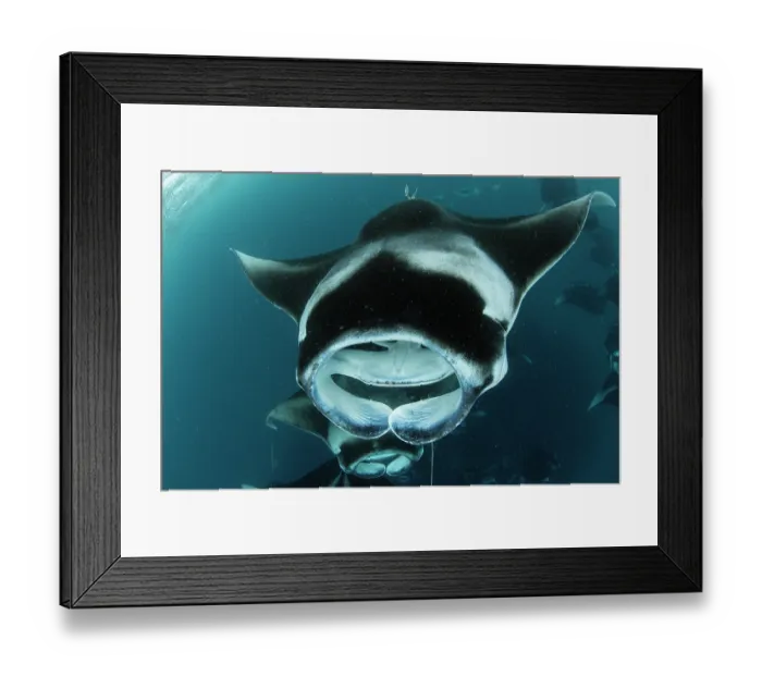 Framed Print : Group of Reef manta rays (Manta alfredi) filter feeding on plankton, Hanifaru Lagoon, Baa Atoll, Maldives, Indian Ocean Framed Print : Group of Reef manta rays (Manta alfredi) filter feeding on plankton, Hanifaru Lagoon, Baa Atoll, Maldives, Indian Ocean