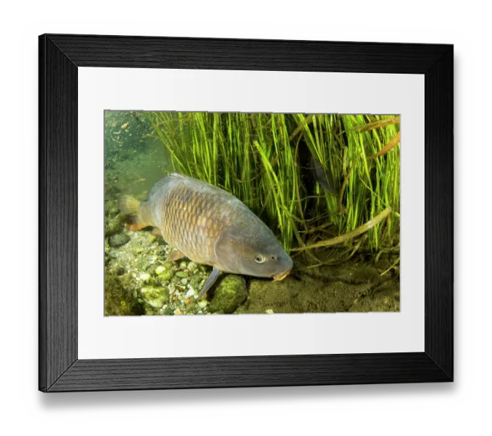 Framed Print : Common carp (Cyprinus carpio) resting on riverbed, River Ticino, Lombardy, Italy. October