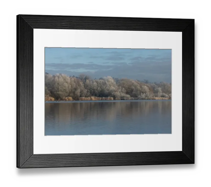 Framed Print : View across lake with reedbeds and woodland in winter, Whitlingham Country Park, Norfolk, England, UK. January, 2023 Framed Print : View across lake with reedbeds and woodland in winter, Whitlingham Country Park, Norfolk, England, UK. January, 2023