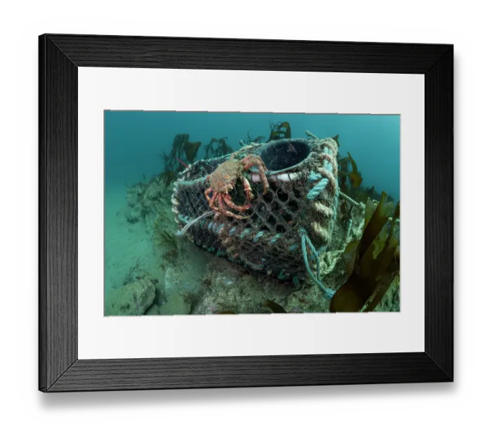 Framed Print : Spiney spider crab (Maja brachydactyla) resting at the entrance to a creel fishing pot on the seabed, Lizard Peninsula, Cornwall, UK, English Channel Framed Print : Spiney spider crab (Maja brachydactyla) resting at the entrance to a creel fishing pot on the seabed, Lizard Peninsula, Cornwall, UK, English Channel