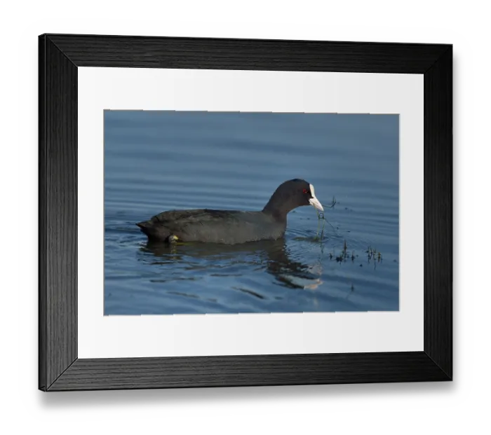 Framed Print : RF - Eurasian coot (Fulica atra) on water, Marais de Vendee, France. January. (This image may be licensed either as rights managed or royalty free.) Framed Print : RF - Eurasian coot (Fulica atra) on water, Marais de Vendee, France. January. (This image may be licensed either as rights managed or royalty free.)