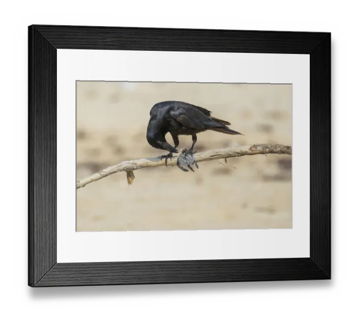 Framed Print : Tamaulipas crow (Corvus imparatus) preying on Kemp's ridley turtle (Lepidochelys kempii) hatchling, Rancho Nuevo Sea Turtle Sanctuary, Tamaulipas, Mexico. Critically endangered Framed Print : Tamaulipas crow (Corvus imparatus) preying on Kemp's ridley turtle (Lepidochelys kempii) hatchling, Rancho Nuevo Sea Turtle Sanctuary, Tamaulipas, Mexico. Critically endangered