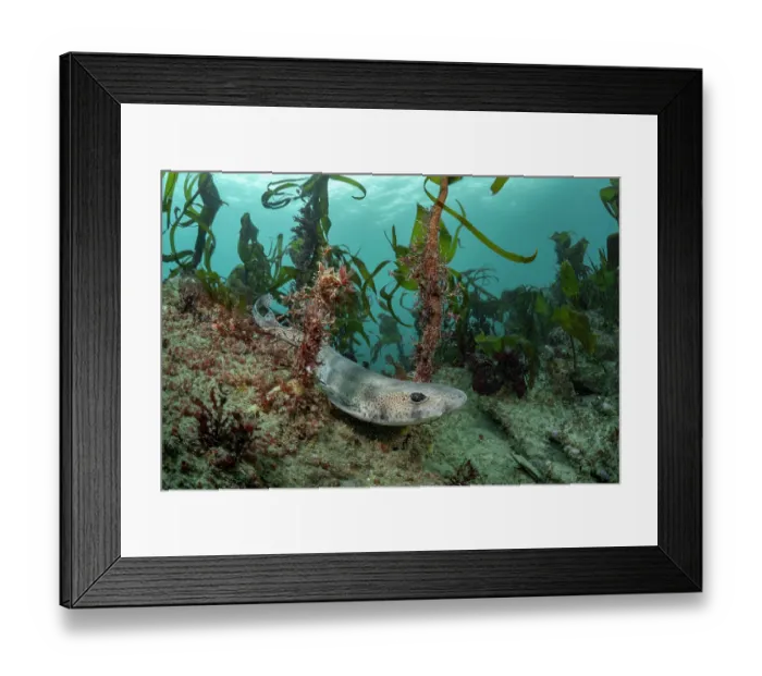 Framed Print : Small-spotted catshark (Scyliorhinus canicula) resting on a rocky reef beaneath the protection of a Kelp forest (Laminaria hyperborea), Lizard Peninsula, Cornwall, UK Framed Print : Small-spotted catshark (Scyliorhinus canicula) resting on a rocky reef beaneath the protection of a Kelp forest (Laminaria hyperborea), Lizard Peninsula, Cornwall, UK