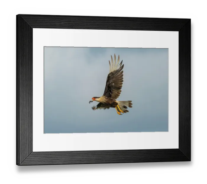 Framed Print : Crested caracara (Caracara plancus) in flight with Kemp's ridley turtle (Lepidochelys kempii) hatchling prey in beak, Rancho Nuevo Sea Turtle Sanctuary, Tamaulipas, Mexico