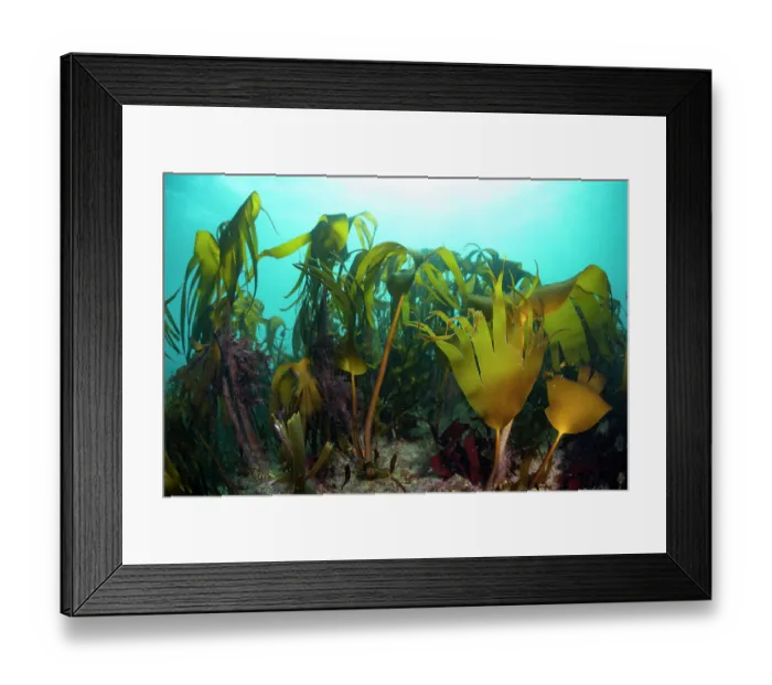 Framed Print : Kelp (Laminaria hyperborea) forest and Golden kelp (Laminaria ochroleuca), Lizard Peninsula, Cornwall, UK, English Channel Framed Print : Kelp (Laminaria hyperborea) forest and Golden kelp (Laminaria ochroleuca), Lizard Peninsula, Cornwall, UK, English Channel