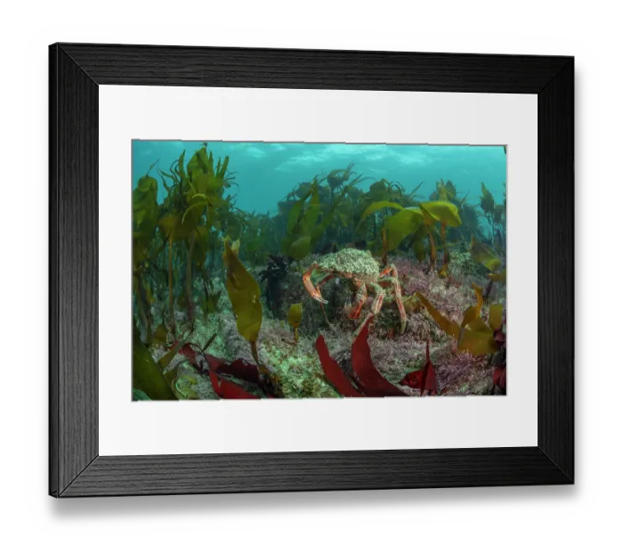 Framed Print : Spiney spider crab (Maja brachydactyla) amongst reef of mixed algae, Golden kelp (Laminaria ochroleuca), Common coral weed (Corallina officinalis) and Red rags (Dilsea carnosa) Framed Print : Spiney spider crab (Maja brachydactyla) amongst reef of mixed algae, Golden kelp (Laminaria ochroleuca), Common coral weed (Corallina officinalis) and Red rags (Dilsea carnosa)