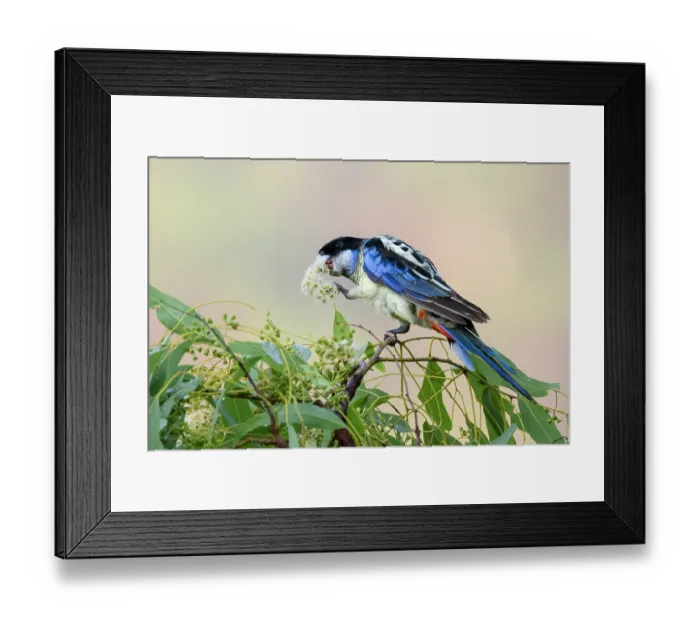 Framed Print : Northern rosella (Platycercus venustus) feeding on Weeping box tree (Eucalyptus patellaris) flowers, Adelaide River Hills, Northern Territory, Australia Framed Print : Northern rosella (Platycercus venustus) feeding on Weeping box tree (Eucalyptus patellaris) flowers, Adelaide River Hills, Northern Territory, Australia