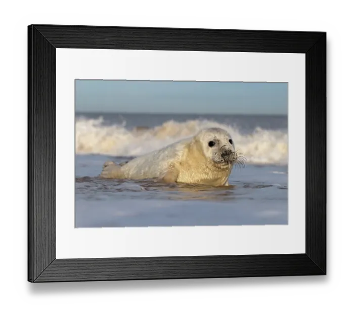 Framed Print : RF - Grey seal (Halichoerus grypus) pup resting on the shore, Norfolk, England, UK. November. (This image may be licensed either as rights managed or royalty free.) Framed Print : RF - Grey seal (Halichoerus grypus) pup resting on the shore, Norfolk, England, UK. November. (This image may be licensed either as rights managed or royalty free.)