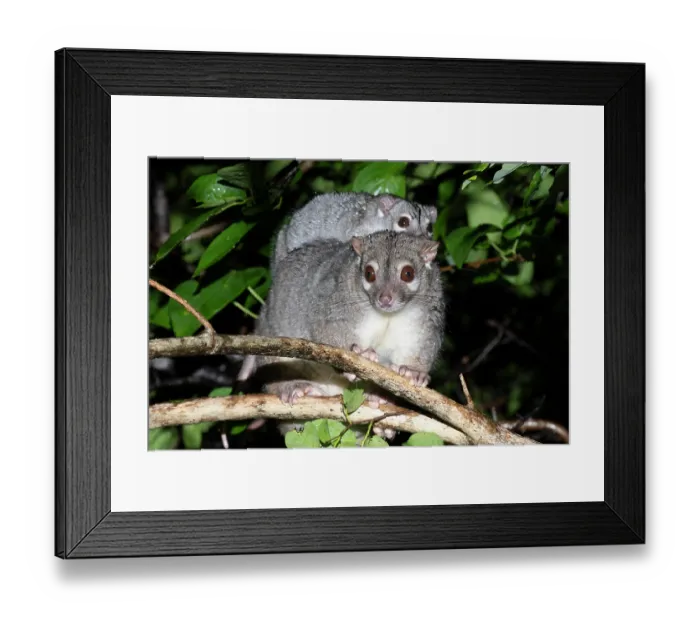 Framed Print : Rock-haunting ringtail possum (Petropseudes dahli) female, carrying juvenile on her back on tree branch, Pine Creek region, Northern Territory, Australia Framed Print : Rock-haunting ringtail possum (Petropseudes dahli) female, carrying juvenile on her back on tree branch, Pine Creek region, Northern Territory, Australia