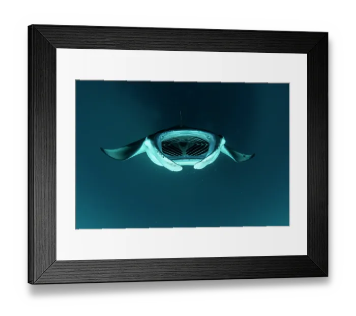 Framed Print : Reef manta ray (Manta alfredi) performing a barrel roll while filter feeding on plankton, Hanifaru Lagoon, Baa Atoll, Maldives, Indian Ocean Framed Print : Reef manta ray (Manta alfredi) performing a barrel roll while filter feeding on plankton, Hanifaru Lagoon, Baa Atoll, Maldives, Indian Ocean