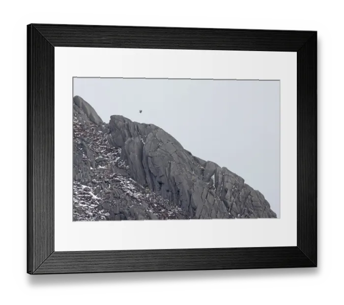 Framed Print : Golden eagle (Aquila chrysaetos) in flight above rocky mountain top, Gleann Einaich, Highlands, Scotland, UK. April Framed Print : Golden eagle (Aquila chrysaetos) in flight above rocky mountain top, Gleann Einaich, Highlands, Scotland, UK. April