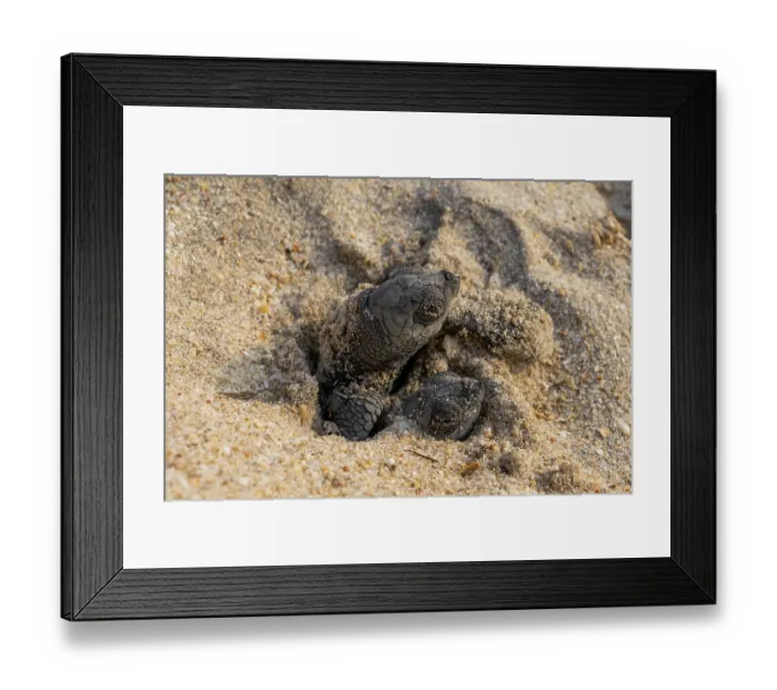 Framed Print : Two Kemp's ridley turtle (Lepidochelys kempii) hatchlings emerging from nest on beach, Rancho Nuevo Sea Turtle Sanctuary, Tamaulipas, Mexico. Critically endangered Framed Print : Two Kemp's ridley turtle (Lepidochelys kempii) hatchlings emerging from nest on beach, Rancho Nuevo Sea Turtle Sanctuary, Tamaulipas, Mexico. Critically endangered