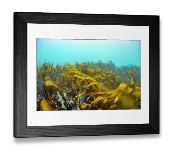 Framed Print : Kelp forest (Laminaria hyperborea), Lizard Peninsula, Cornwall, UK, English Channel Framed Print : Kelp forest (Laminaria hyperborea), Lizard Peninsula, Cornwall, UK, English Channel