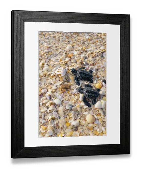 Framed Print : Two Kemp's ridley turtle (Lepidochelys kempii) hatchlings making their way to the sea, Rancho Nuevo Sea Turtle Sanctuary, Tamaulipas, Mexico. Critically endangered Framed Print : Two Kemp's ridley turtle (Lepidochelys kempii) hatchlings making their way to the sea, Rancho Nuevo Sea Turtle Sanctuary, Tamaulipas, Mexico. Critically endangered