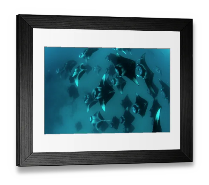 Framed Print : Group of Reef manta rays (Manta alfredi) chain-feeding on plankton, Hanifaru Lagoon, Baa Atoll, Maldives, Indian Ocean Framed Print : Group of Reef manta rays (Manta alfredi) chain-feeding on plankton, Hanifaru Lagoon, Baa Atoll, Maldives, Indian Ocean