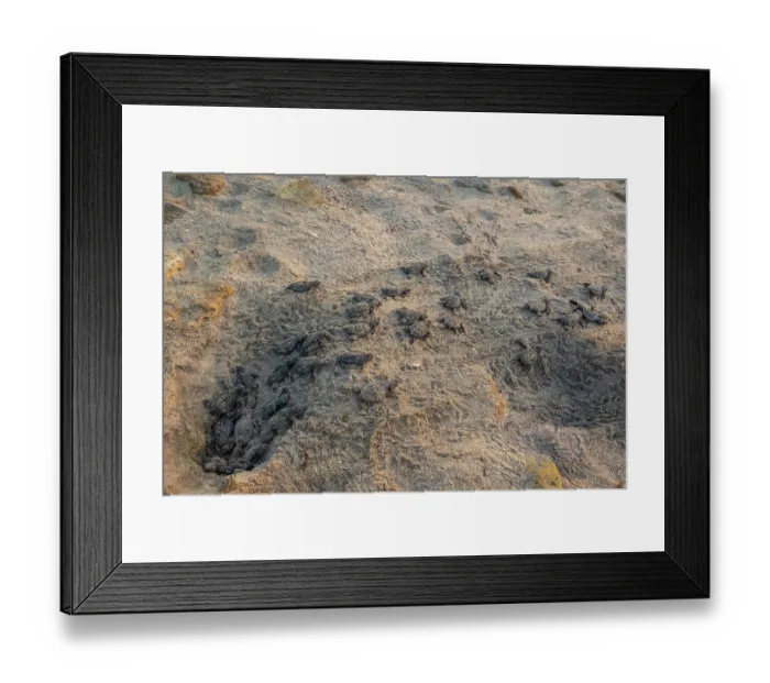 Framed Print : Kemp's ridley turtle (Lepidochelys kempii) hatchlings emerging from nest on beach, Rancho Nuevo Sea Turtle Sanctuary, Tamaulipas, Mexico. Critically endangered Framed Print : Kemp's ridley turtle (Lepidochelys kempii) hatchlings emerging from nest on beach, Rancho Nuevo Sea Turtle Sanctuary, Tamaulipas, Mexico. Critically endangered