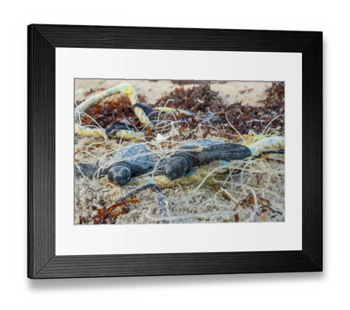 Framed Print : Kemp's ridley turtle (Lepidochelys kempii) hatchlings entangled in discarded fishing net on beach, Rancho Nuevo Sea Turtle Sanctuary, Tamaulipas, Mexico. Critically endangered Framed Print : Kemp's ridley turtle (Lepidochelys kempii) hatchlings entangled in discarded fishing net on beach, Rancho Nuevo Sea Turtle Sanctuary, Tamaulipas, Mexico. Critically endangered