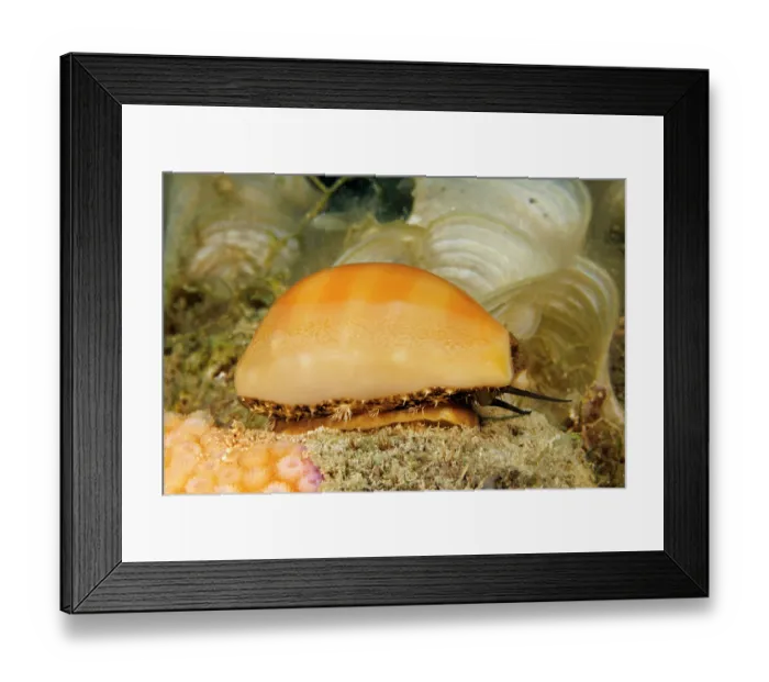 Framed Print : Cowry (Lyncina carneola) showing mantle and antenna, portrait, Guam, Federated States of Micronesia, Pacific Ocean Framed Print : Cowry (Lyncina carneola) showing mantle and antenna, portrait, Guam, Federated States of Micronesia, Pacific Ocean
