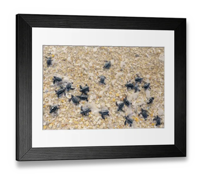 Framed Print : Kemp's ridley turtle (Lepidochelys kempii) hatchlings making their way to the sea, Rancho Nuevo Sea Turtle Sanctuary, Tamaulipas, Mexico. Critically endangered Framed Print : Kemp's ridley turtle (Lepidochelys kempii) hatchlings making their way to the sea, Rancho Nuevo Sea Turtle Sanctuary, Tamaulipas, Mexico. Critically endangered