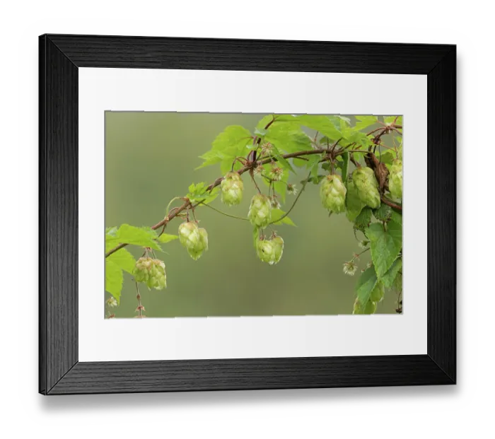 Framed Print : Common hop plant (Humulus lupulus) in flower, Norfolk, England, UK. August Framed Print : Common hop plant (Humulus lupulus) in flower, Norfolk, England, UK. August