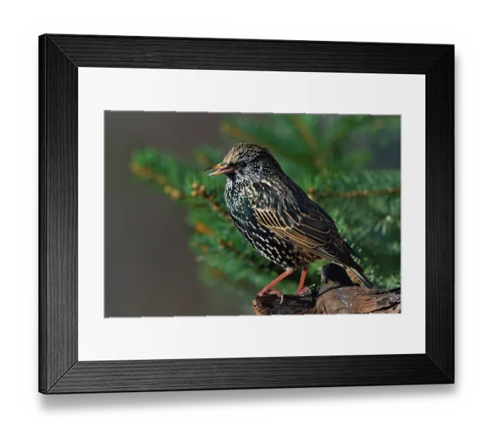 Framed Print : RF - Common starling (Sturnus vulgaris) perched on a branch, Vendee, France. January. (This image may be licensed either as rights managed or royalty free.) Framed Print : RF - Common starling (Sturnus vulgaris) perched on a branch, Vendee, France. January. (This image may be licensed either as rights managed or royalty free.)