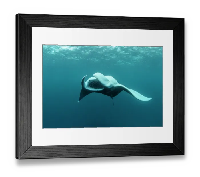 Framed Print : RF - Reef manta ray (Manta alfredi) performing a barrel roll while filter feeding on plankton, Hanifaru Lagoon, Baa Atoll, Maldives, Indian Ocean Framed Print : RF - Reef manta ray (Manta alfredi) performing a barrel roll while filter feeding on plankton, Hanifaru Lagoon, Baa Atoll, Maldives, Indian Ocean