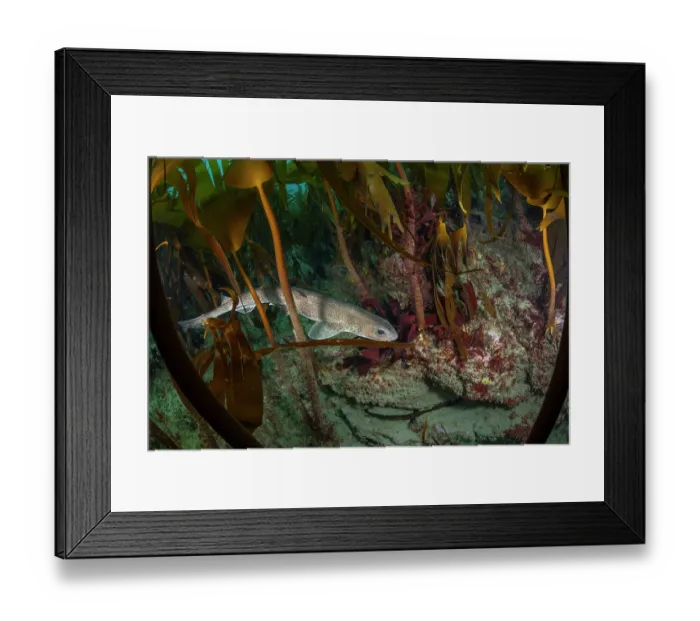 Framed Print : Small-spotted catshark (Scyliorhinus canicula) swimming through a Kelp forest (Laminaria Hyperborea), Lizard Peninsula, Cornwall, UK, English Channel Framed Print : Small-spotted catshark (Scyliorhinus canicula) swimming through a Kelp forest (Laminaria Hyperborea), Lizard Peninsula, Cornwall, UK, English Channel