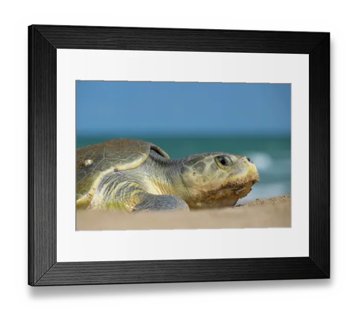 Framed Print : Kemp's ridley turtle (Lepidochelys kempii) female, coming ashore to nest, Rancho Nuevo Sea Turtle Sanctuary, Tamaulipas, Mexico. Critically endangered Framed Print : Kemp's ridley turtle (Lepidochelys kempii) female, coming ashore to nest, Rancho Nuevo Sea Turtle Sanctuary, Tamaulipas, Mexico. Critically endangered